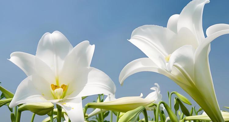 象征着美丽的爱情的花是什么花？哪种花最能代表爱情的美丽？
