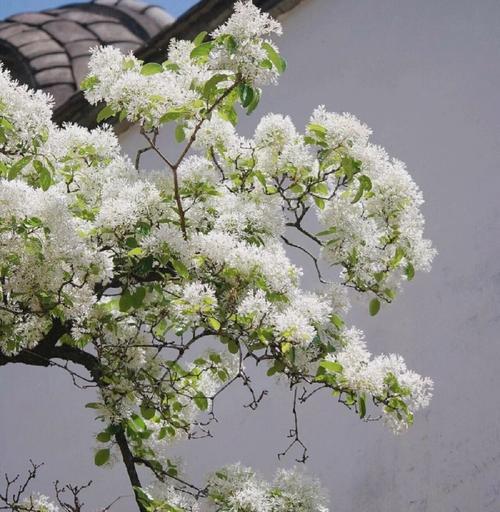 雪做的花象征着什么？雪花的寓意有哪些？