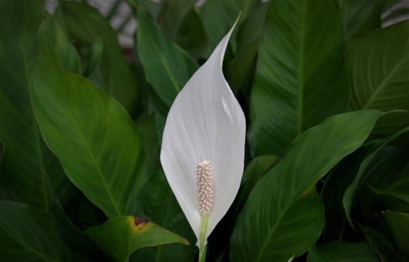 寓意自由和平的花是什么花？这种花的象征意义有哪些？