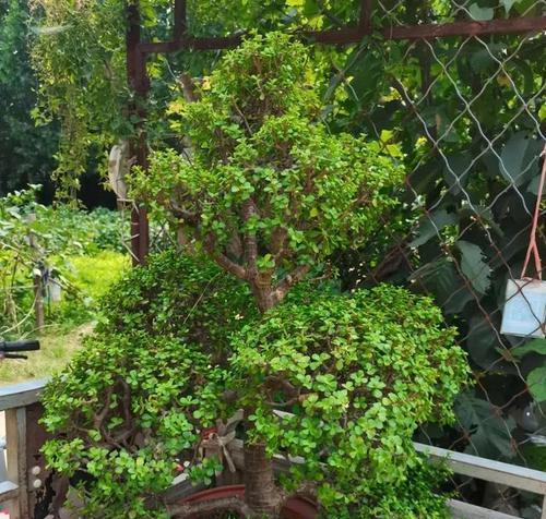 金枝玉花的含义是什么？它象征着什么？