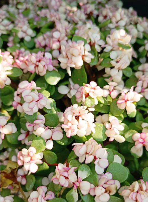 金枝玉花的含义是什么？它象征着什么？