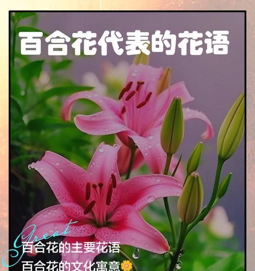 百合花的花语和寓意是什么？如何正确解读百合的象征意义？