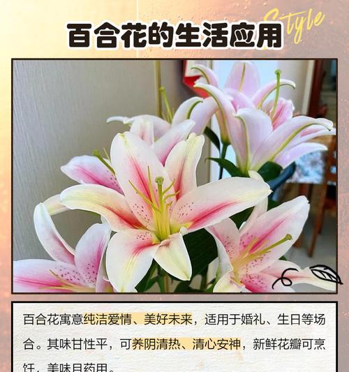 百合花的花语和寓意是什么？如何正确解读百合的象征意义？