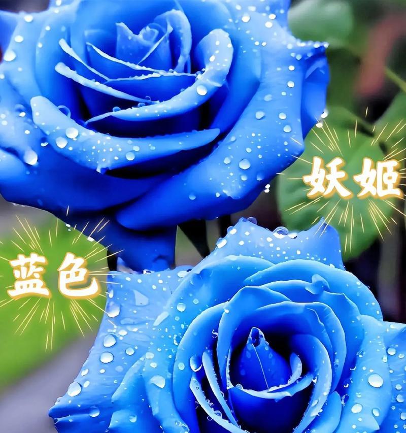 蓝玫瑰花语是什么意思？如何解读蓝色玫瑰的含义？
