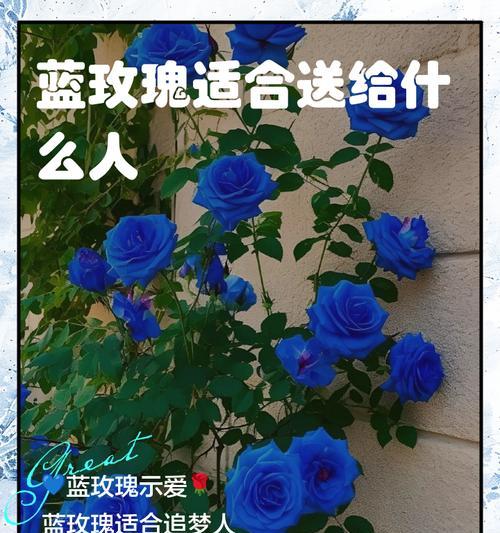 蓝玫瑰花语是什么意思？如何解读蓝色玫瑰的含义？