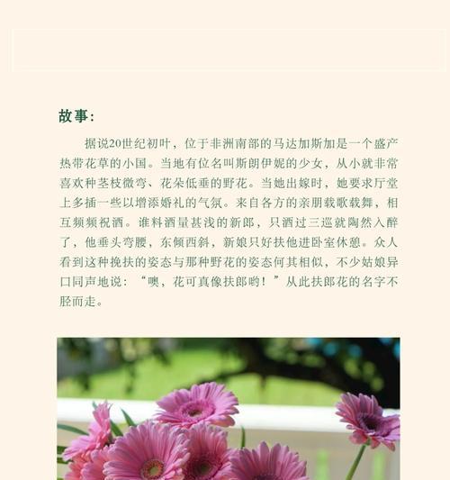 太阳花的花语是什么？如何用太阳花表达情感？