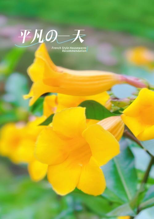 时间寓意的花是什么花？如何选择具有特殊含义的花卉？
