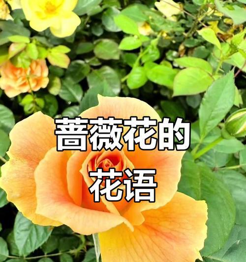 时间寓意的花是什么花？如何选择具有特殊含义的花卉？
