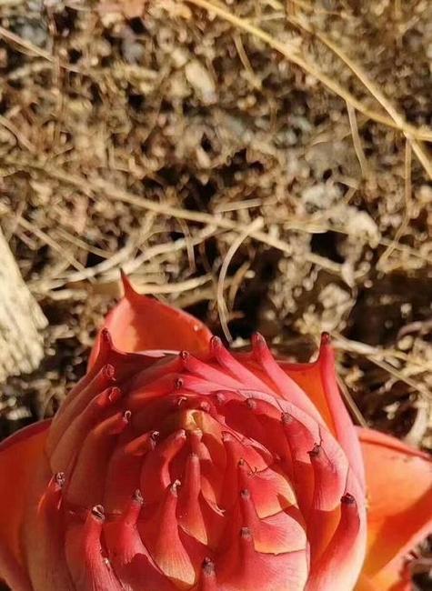 无忧花花语是什么？了解无忧花的寓意和象征意义？