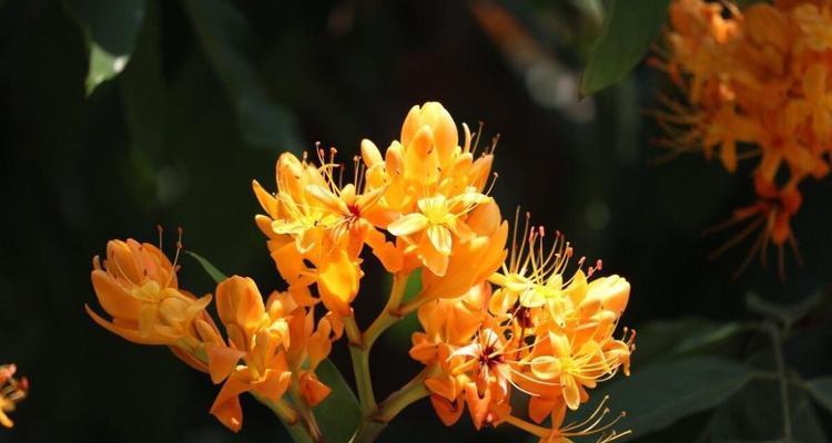 无忧花花语是什么？了解无忧花的寓意和象征意义？