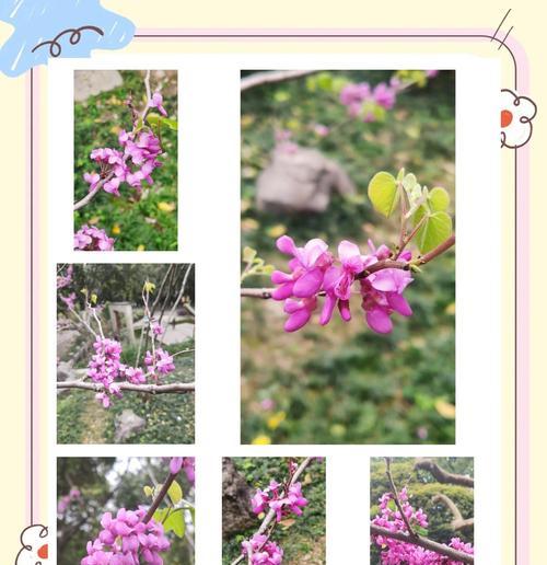 十六只花代表什么意义？花的象征有哪些？