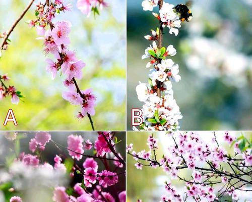 十六只花代表什么意义？花的象征有哪些？