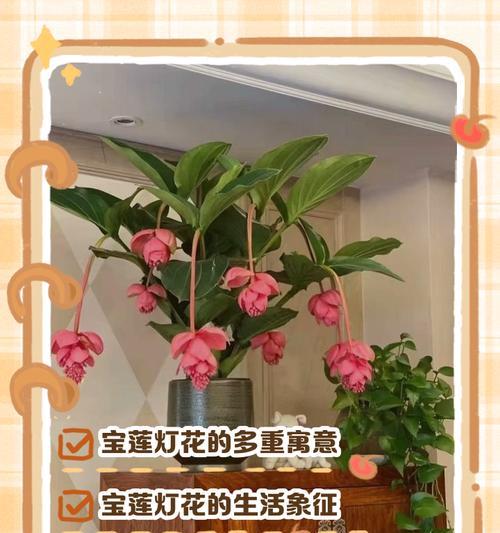 104朵花代表什么含义？花语背后隐藏的深层意义是什么？