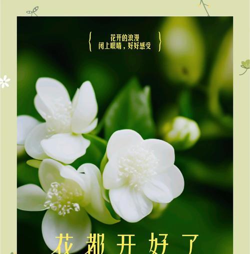 茉莉花象征着什么？它的文化寓意有哪些？