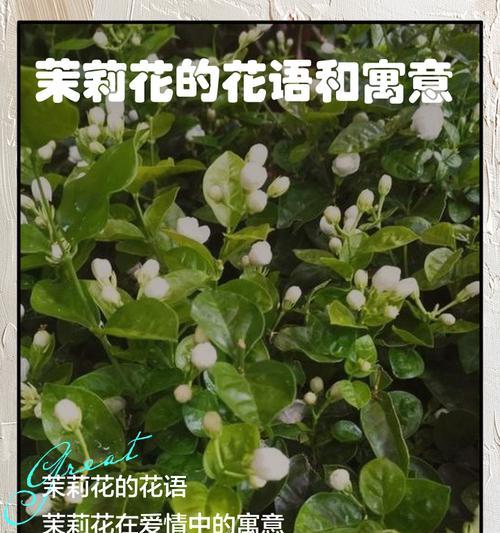 茉莉花象征着什么？它的文化寓意有哪些？