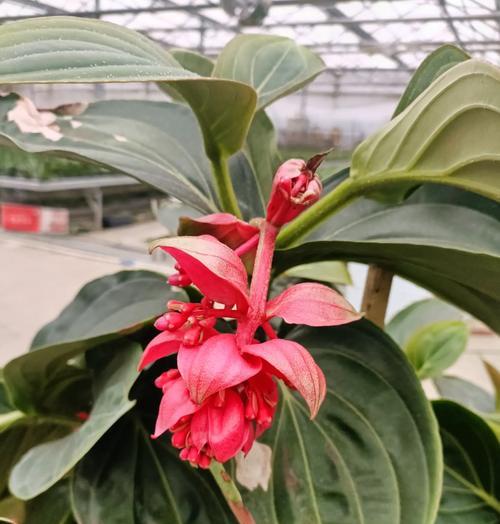 戴花的寓意和象征是什么？不同花卉代表的含义有哪些？