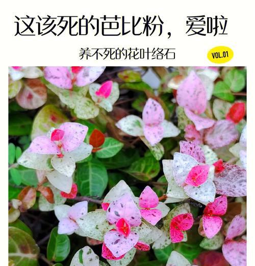 花叶络石的花语是什么？如何正确解读花叶络石的含义？