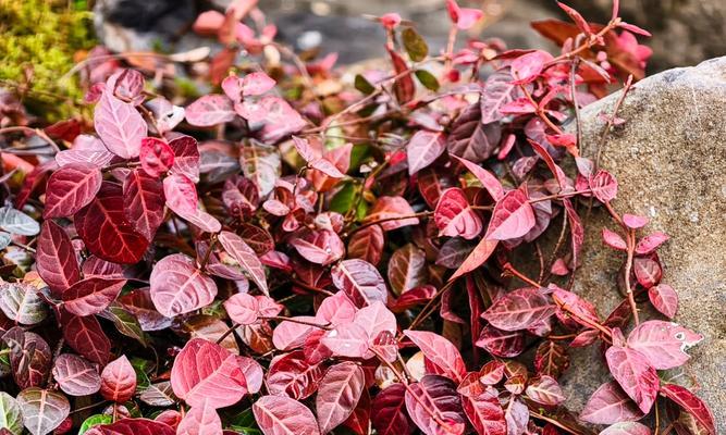 花叶络石的花语是什么？如何正确解读花叶络石的含义？