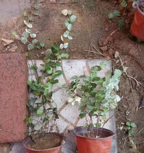 花叶络石的花语是什么？如何正确解读花叶络石的含义？
