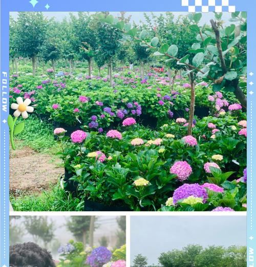 牧场的花的意义和象征是什么？花语背后隐藏的深层含义是什么？