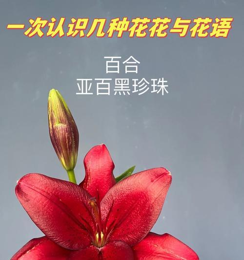 花有落意的含义和象征是什么？如何理解花的凋零之美？