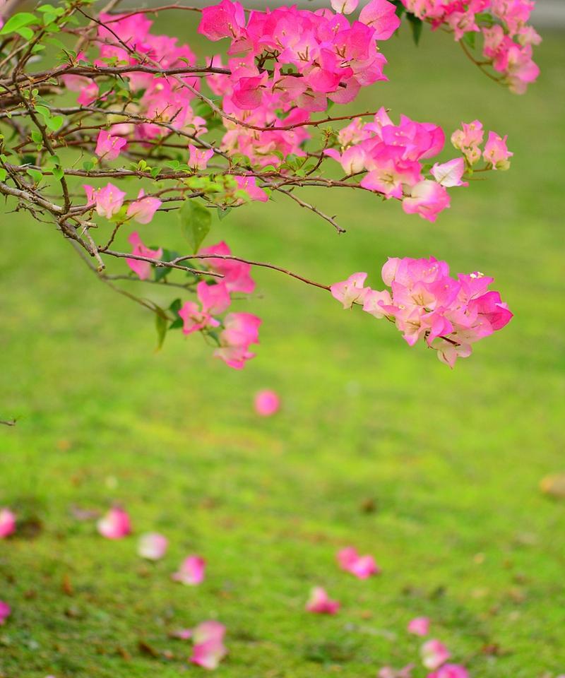 花有落意的含义和象征是什么？如何理解花的凋零之美？