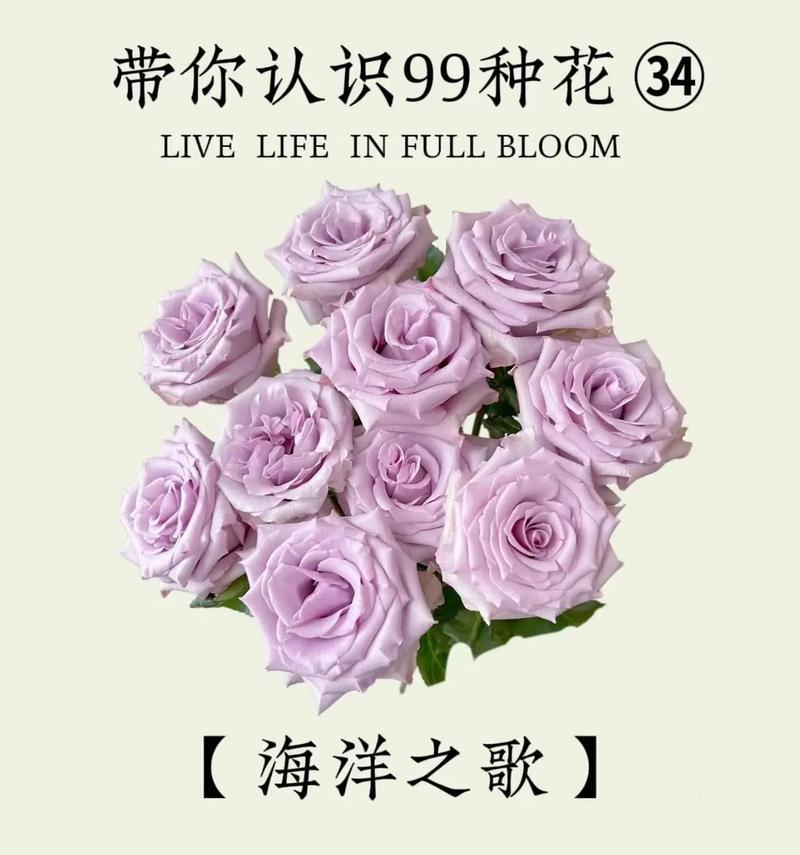 送什么花花语是什么？每种花的含义你了解吗？