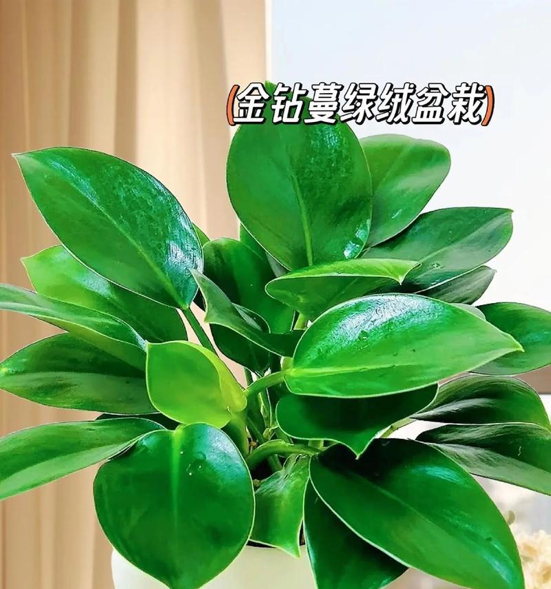 绿叶花的寓意和象征是什么？如何正确解读其花语？