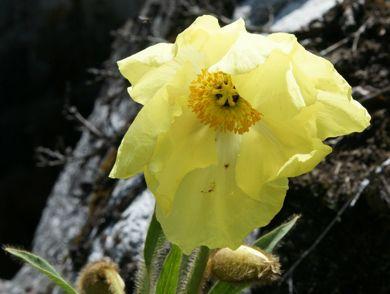 金红鸭花的寓意是什么？花语和象征意义有哪些？
