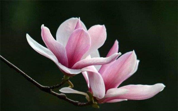 金红鸭花的寓意是什么？花语和象征意义有哪些？