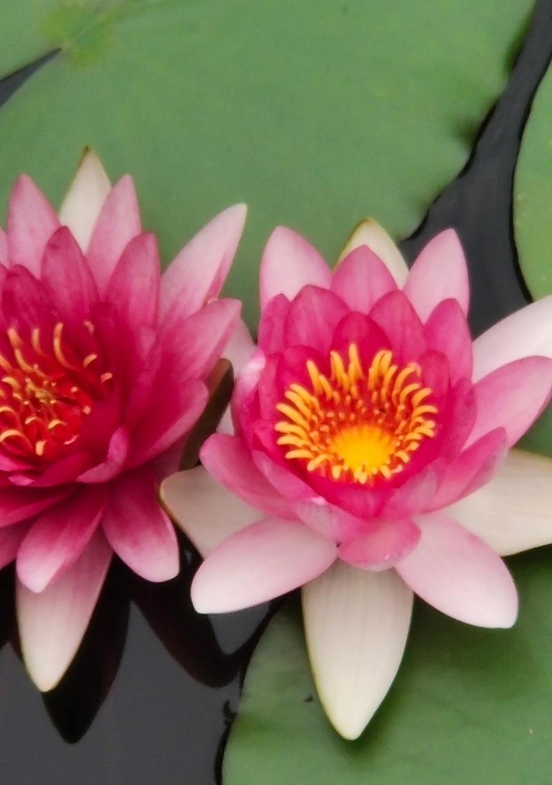 荷花的花象征着什么？荷花的花语有哪些含义？