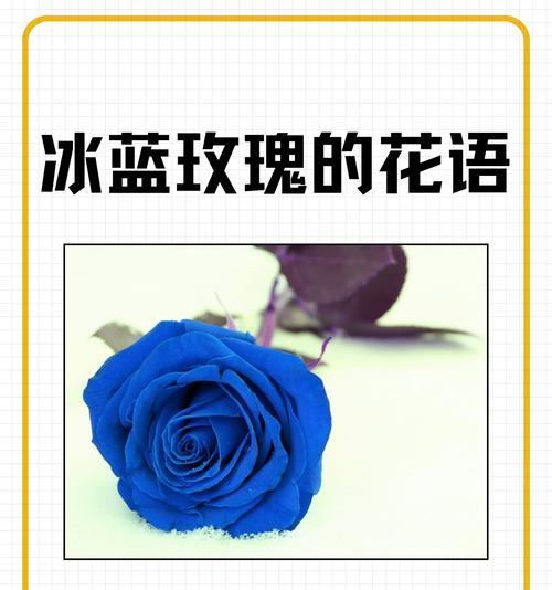 蓝色星星花语是什么？了解蓝色星星的含义和象征意义！