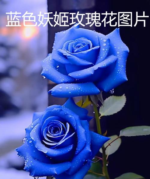 蓝色星星花语是什么？了解蓝色星星的含义和象征意义！
