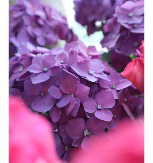 芊泽花的花语是什么？如何正确解读芊泽花的含义？