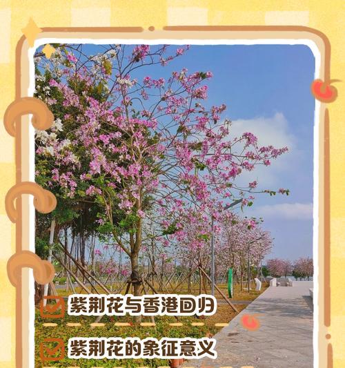 紫荆花象征着什么？紫荆花的含义和文化意义是什么？