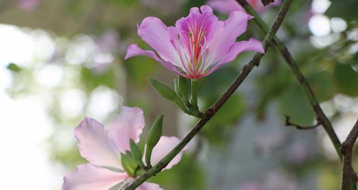 紫荆花象征着什么？紫荆花的含义和文化意义是什么？