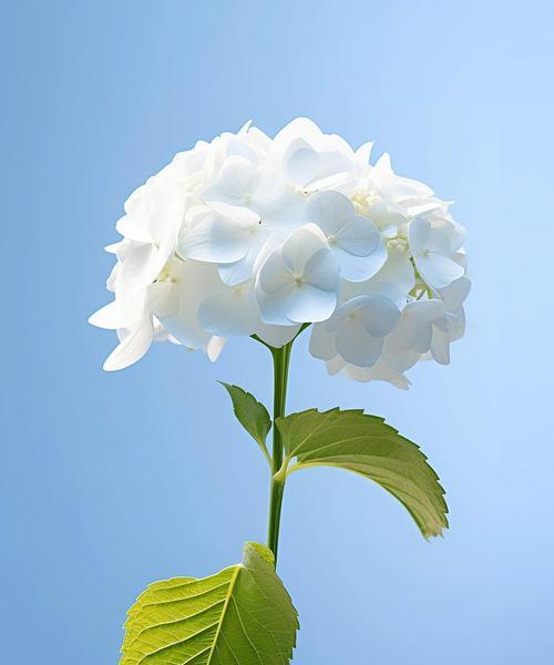 小一点的花象征着什么？它们的意义何在？