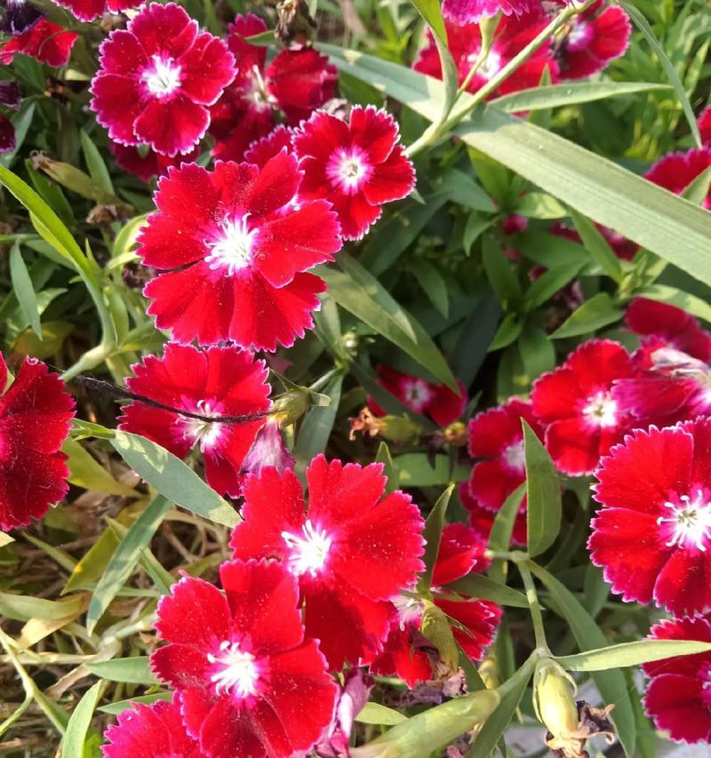 小一点的花象征着什么？它们的意义何在？