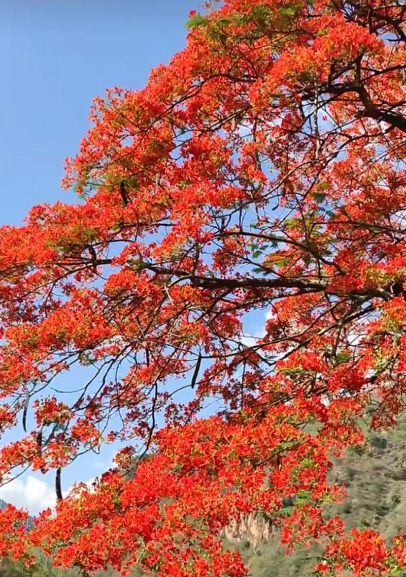 跳舞离别的花语是什么？如何理解这一特殊含义？