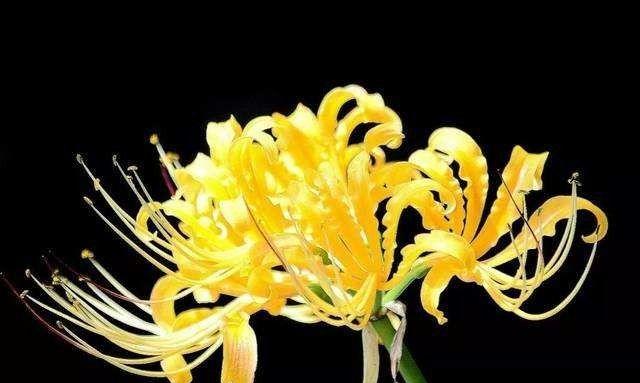 跳舞离别的花语是什么？如何理解这一特殊含义？