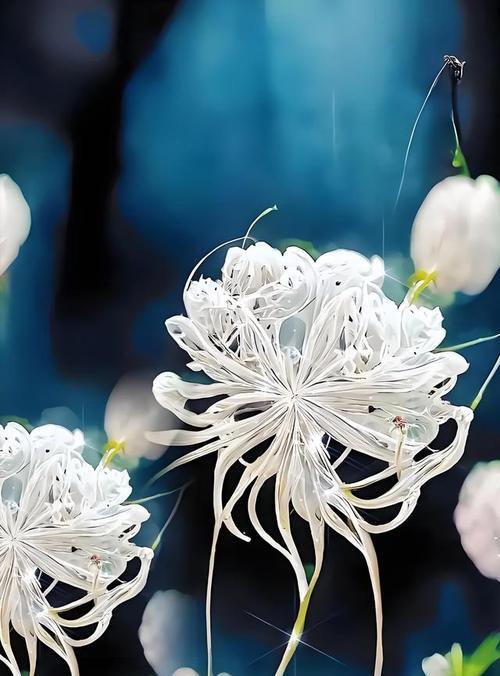 什么花象征凋谢？凋谢的花有哪些特点和含义？