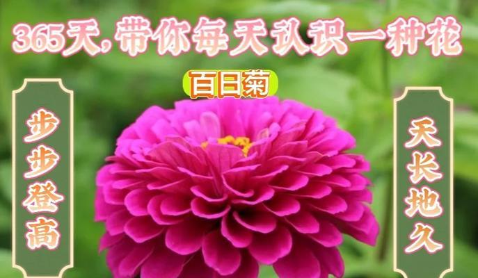 寓意当官高升的花是什么花？这种花的象征意义有哪些？