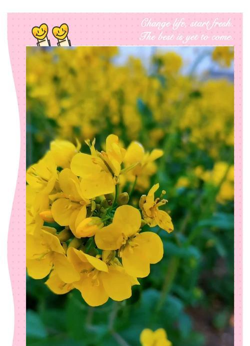 寓意当官高升的花是什么花？这种花的象征意义有哪些？