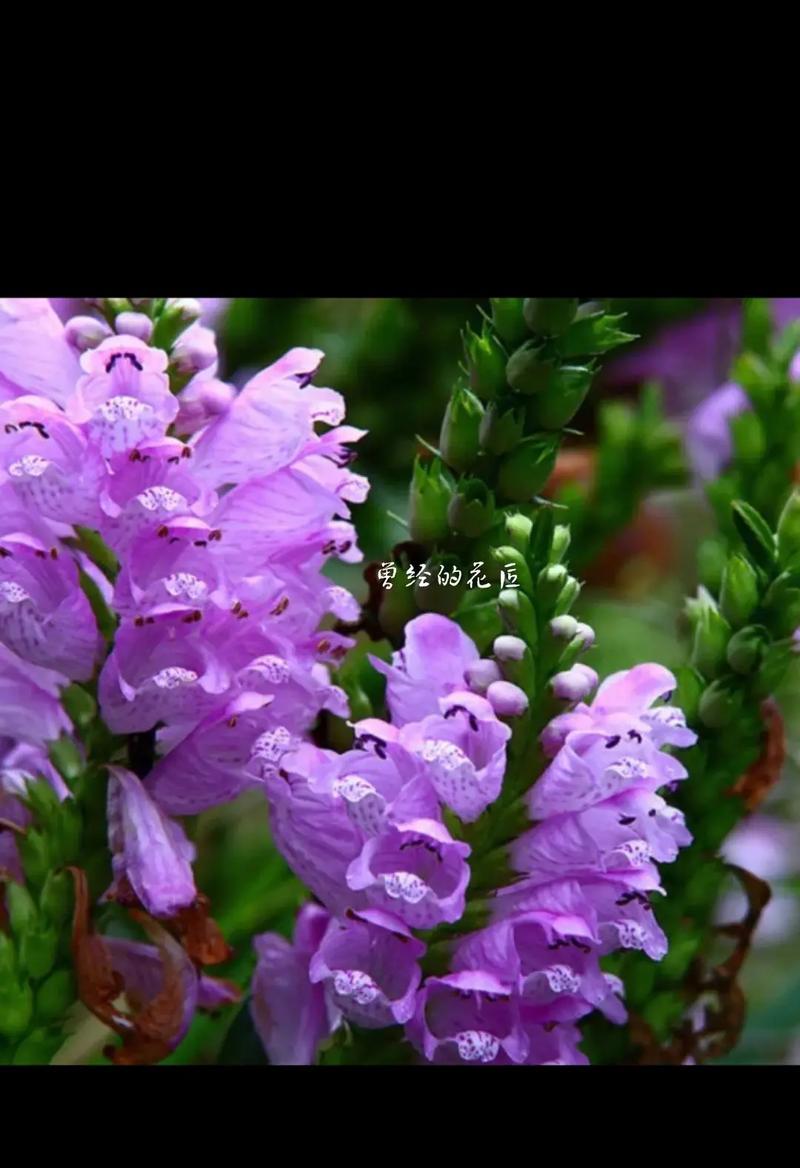 寓意当官高升的花是什么花？这种花的象征意义有哪些？