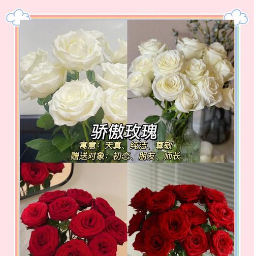 玫瑰花语是什么？不同数量玫瑰代表的含义有哪些？