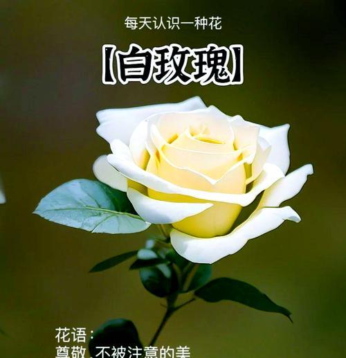 玫瑰花语是什么？不同数量玫瑰代表的含义有哪些？