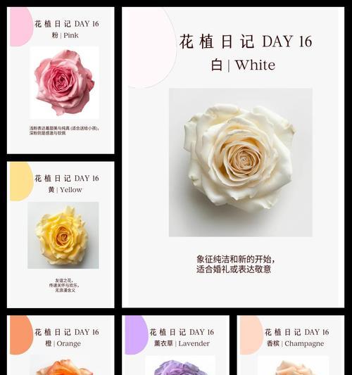 玫瑰花语是什么？不同数量玫瑰代表的含义有哪些？