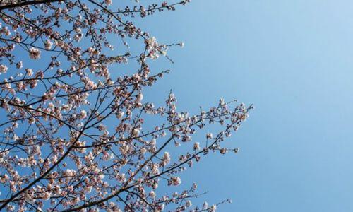 走马与观花有何不同？为什么走马不象征观花？