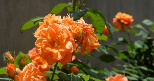 偷一枝花代表什么？偷花行为背后的含义是什么？