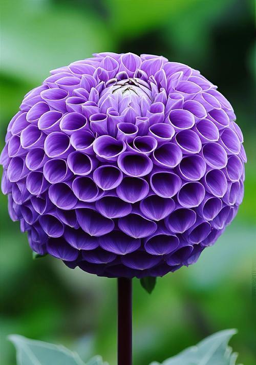 象征丰饶的花有哪些？它们的花语是什么？